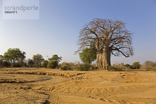 Africa  Sambia  Baobab Tree on savannah