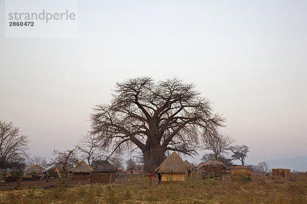 Africa  Sambia  Baobab Tree and Thatched huts
