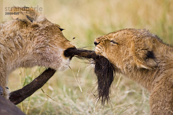 Afrika  Botswana  Zwei Löwenbabys (Panthera leo) spielen