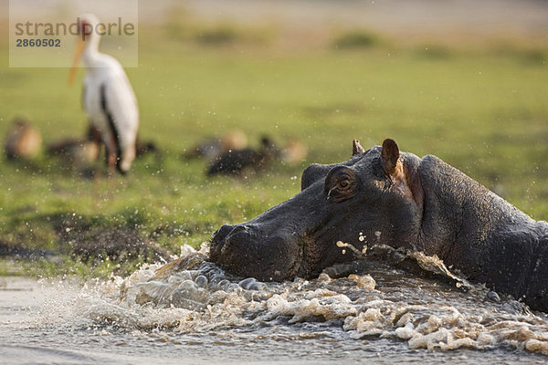 Africa  Botswana  Hippopotamus (Hippopotamus amphibius) in water