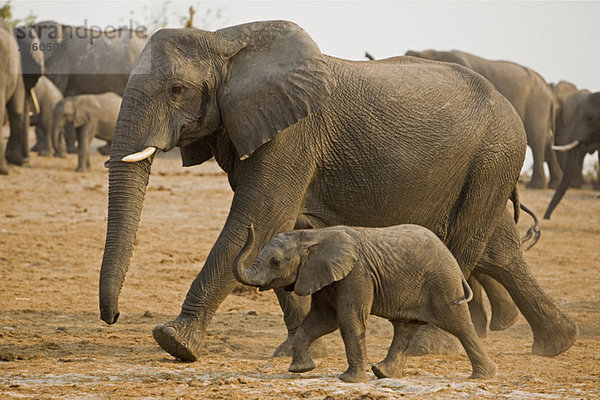 Afrika  Botswana  Herde afrikanischer Elefanten (Loxodonta africana)