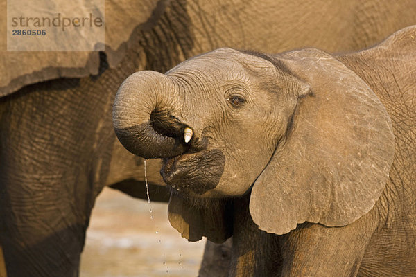 Africa  Botswana  Young Elephant (Loxodonta africana) drinking