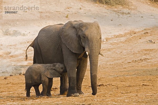 Afrika  Botswana  Afrikanischer Elefant (Loxodonta africana) Kalbsäugling