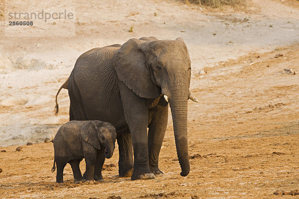 Afrika  Botswana  Afrikanischer Elefant (Loxodonta africana) Mutter und Kalb