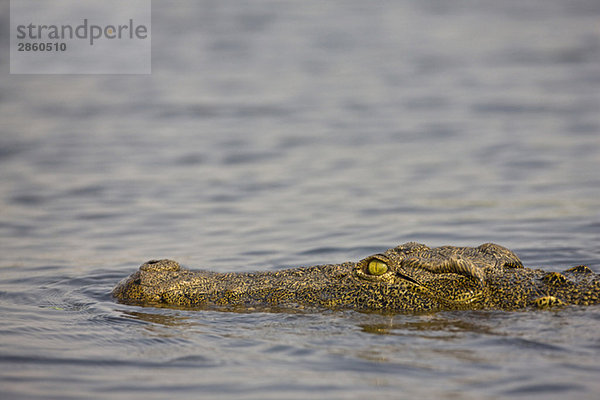 Afrika  Botswana  Nilkrokodil (Crocodylus niloticus) im Wasser  Nahaufnahme