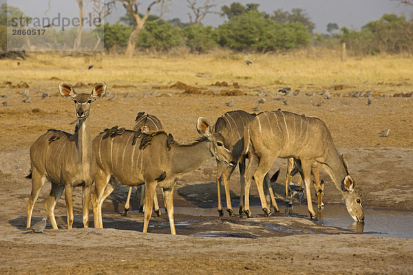Afrika  Botswana  Großer Kudus (Tragelaphus strepsiceros) beim Trinken am Wasserloch