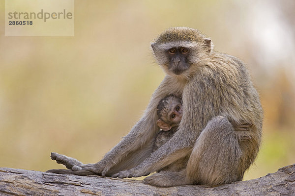 Africa  Botswana  Vervet monkey Chlorocebus) with young