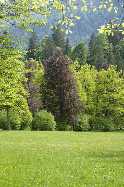Deutschland  Bayern  Ammergauer Alpen  Wiesen und Wälder
