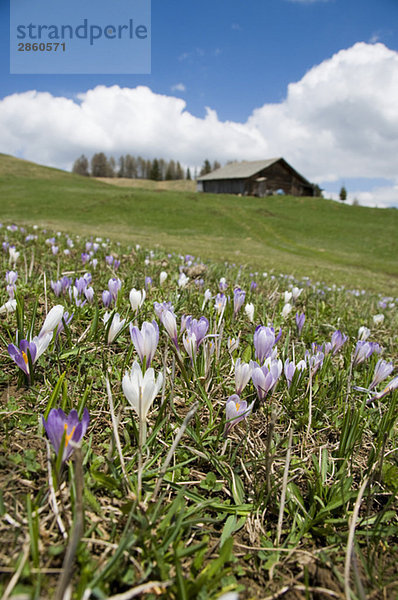 Italien  Südtirol  Wiesen-Safran (Colchicum autumnale) blühend