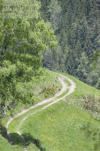 Italien  Südtirol  Feldweg und Wald