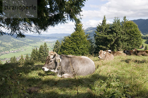 Germany  Bavaria  Allgäu  Cattle resting in grass