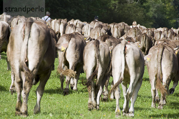 Germany  Bavaria  Allgäu  Cattle herd