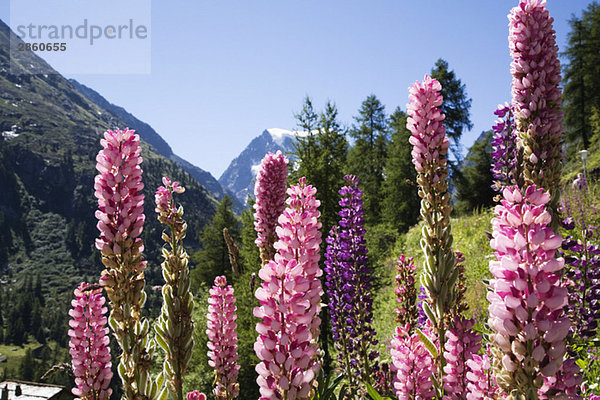 Switzerland  Wallis Alps  Lupines abloom  Mont Collon in background