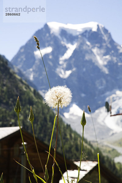 Switzerland  Wallis Alps  Mont Collon  Dandelion clock (Taraxacum) in foreground