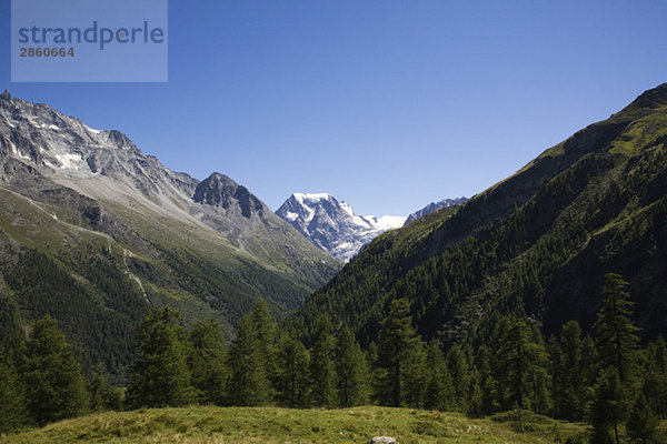 Schweiz  Walliser Alpen  Mont Collon  Gebirge  Wälder