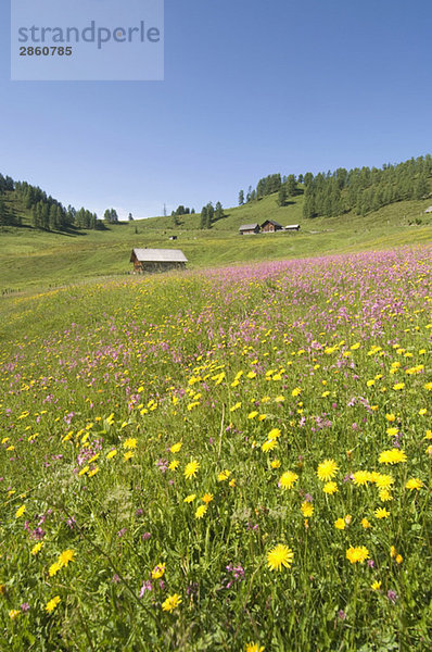 Austria  Salzburger Land  Flowering meadow