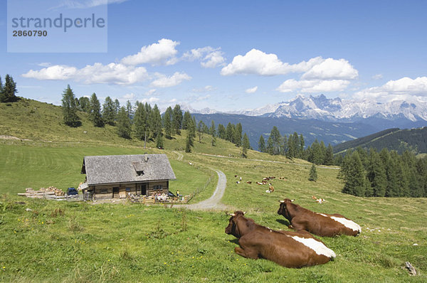 Austria  Salzburger Land  Cattle resting on mountain pasture