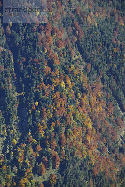 Österreich  Karwendel  Vorderskopf  Rissbachtal  Woodland