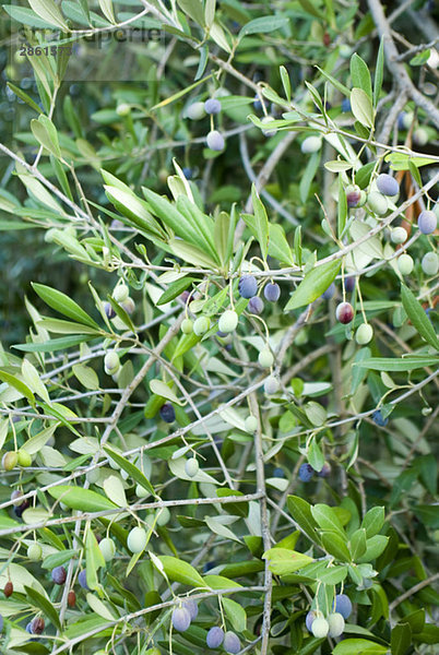 Griechenland  Ithaka  Schwarze Oliven und Laub am Olivenbaum  Nahaufnahme