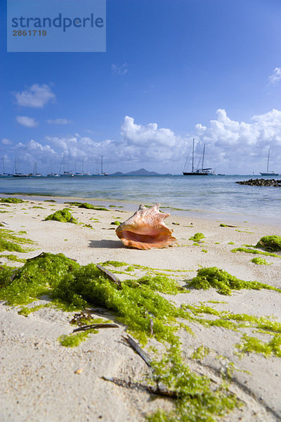 St. Vincent  Grenadinen  Karibik  Clifton  Muschel und Seetang am Strand