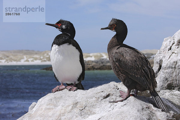 Falkland Islands  Rock cormorants (Phalacrocorax magellanicus)