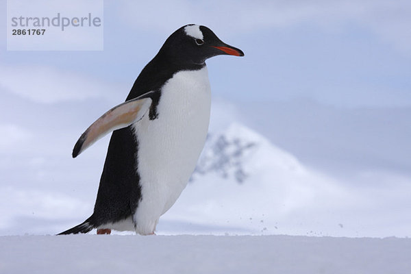 Antarctica  South Shetland Penguin  Gentoo Penguin (Pygoscelis papua)