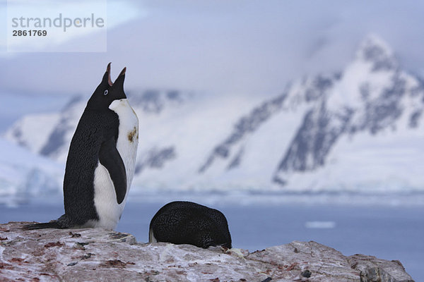 Antarctica  Peterman Island  Adelie Penguin (Pygoscelis adeliae)