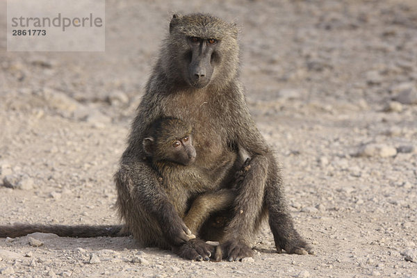 Ethiopia  Awash National Park  Baboon (Papio) with baby