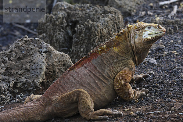 Galapagosinseln  Insel Santa Cruz  Landleguan (Conolophus subcristatus)  Nahaufnahme