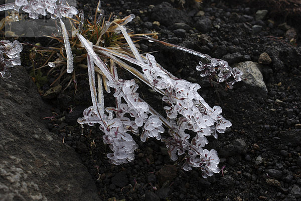 Island  Snaefells  gefrorene Pflanze  Nahaufnahme