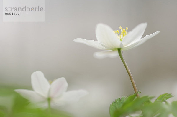 Anemonenblüten (Anemone nemorosa)  Nahaufnahme