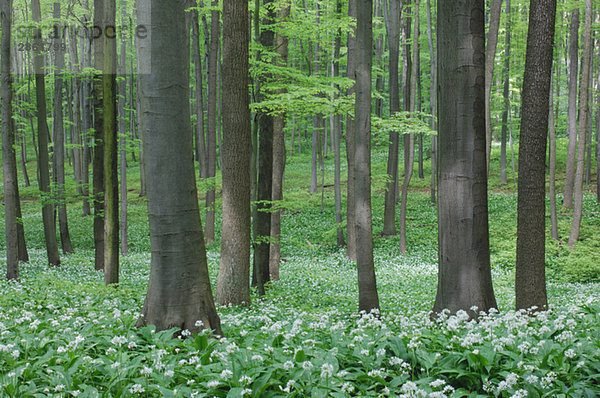 Bärlauch (Allium ursinum) in Buchenholz
