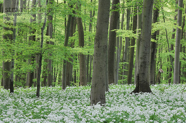 Bärlauch (Allium ursinum) in Buchenholz