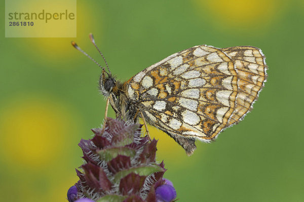 Heide Schmetterling (Mellicta athalia) auf Blume