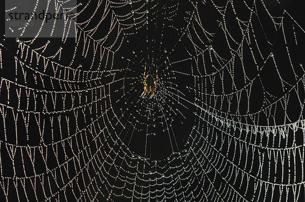 Gartenkreuzspinne (Araneus diadematus) auf Netz sitzend