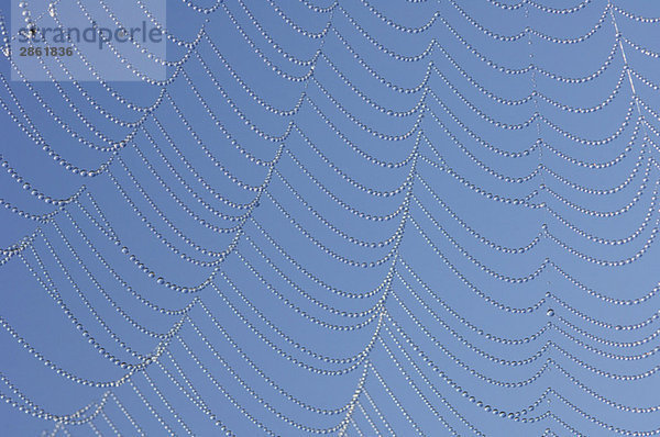 Spinnennetz mit Tautropfen gegen blauen Himmel