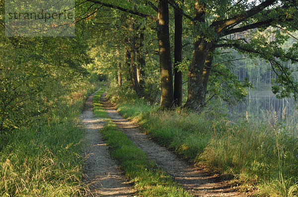 Germany  Bavaria  Path through forest