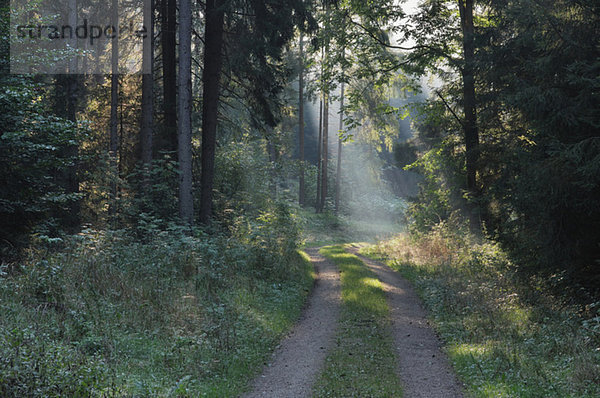 Germany  Bavaria  Path through forest