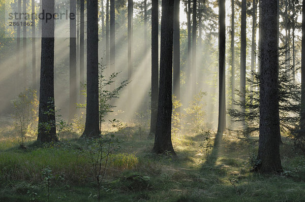 Germany  Saxony  Misty forest
