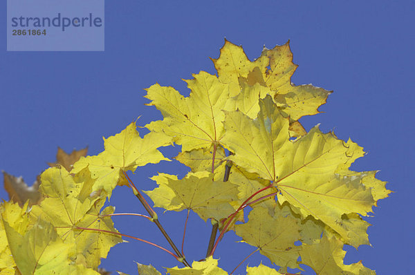 Spitzahorn (Acer platanoides)  Blätter gegen blauen Himmel  Nahaufnahme