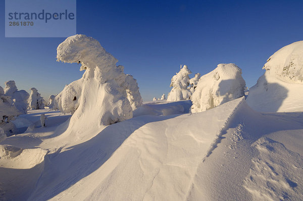 Germany  Saxony-Anhalt  Snowcapped trees