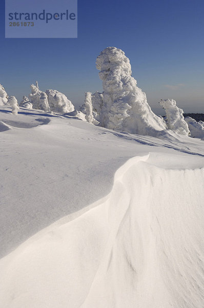Germany  Saxony-Anhalt  Snowcapped trees