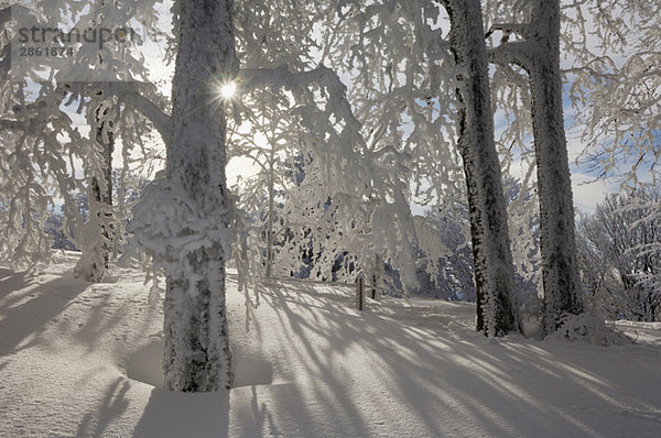 Germany  Saxony-Anhalt  Snow-covered trees and sun rays