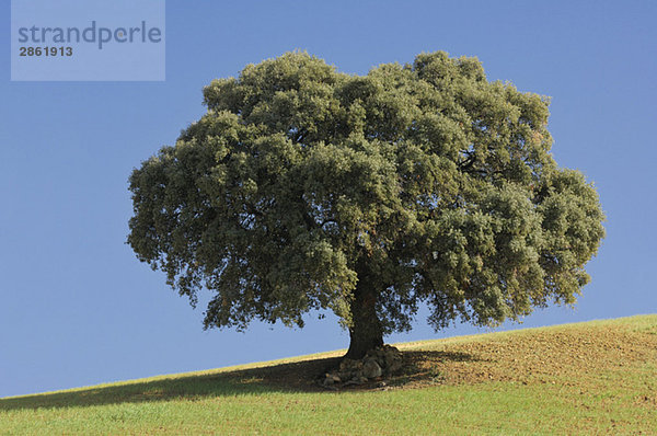 Spanien  Andalusien  Einzelner Ilexbaum (Quercus ilex)
