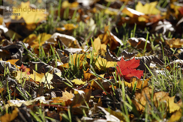 Deutschland  Bayern  Spitzahorn (Acer platanoides L.)  Herbstlaub im Gras