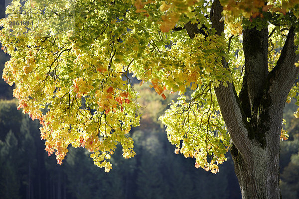 Germany  Bavaria  Norway Maple (Acer platanoides L)