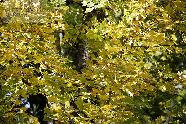 Germany  Bavaria  Norway Maple (Acer platanoides L)