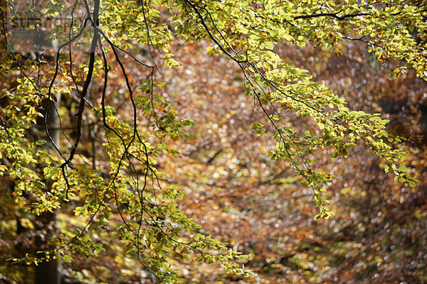 Deutschland  Bayern  Rotbuchen (Fagus sylvatica)  Herbstlaub