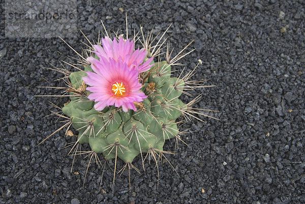 Spanien  Lanzarote  Kaktus (Echinocactus) blühend  erhöhte Ansicht