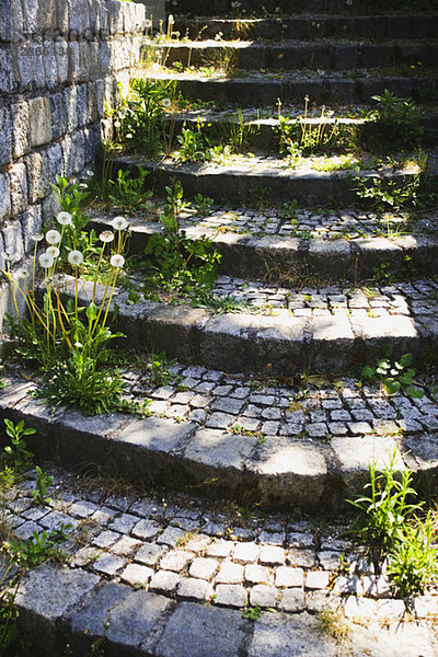 Mit Gras und Löwenzahn bewachsene Steinstufen